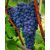 fito.C - Blue Grape Anti-ageing Algin Peel-off Powder Mask - Kékszőlő Anti-ageing Alginát Lehúzható Pormaszk, 200g 