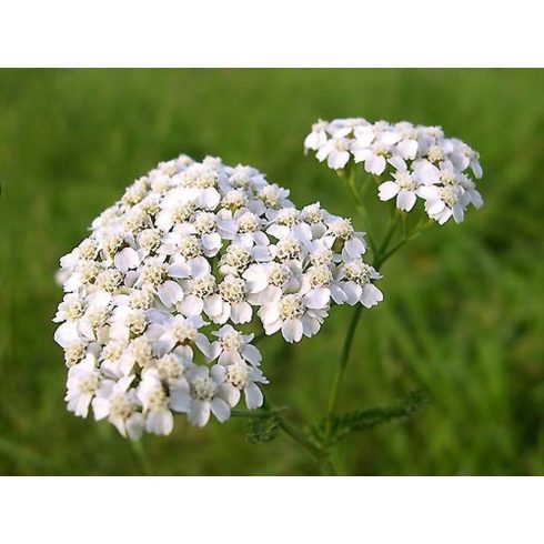 fito.C - Yarrow Soothing, Astringent Mask - Bio Cickafarkfű Bőrnyugtató, Összehúzó Maszk, 250ml