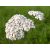 fito.C - Yarrow Soothing, Astringent Mask - Bio Cickafarkfű Bőrnyugtató, Összehúzó Maszk, 250ml