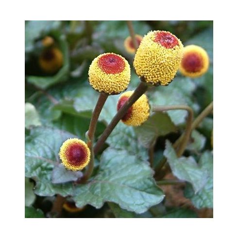 Rosa Graf - Skin Biolift Gel - Parazsázsa Biolift Gél, 30ml